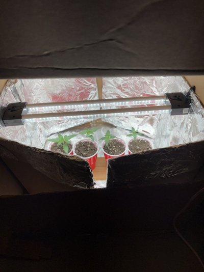 diy-abomination-first-grow-box-lol-2.jpeg