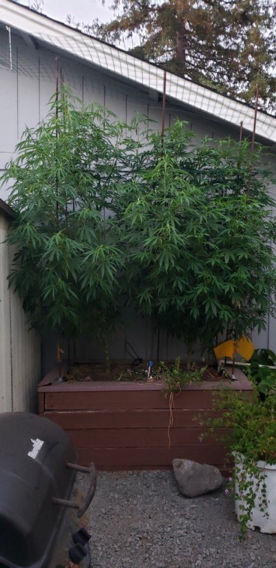 2025 outdoor grows! Let’s see em!