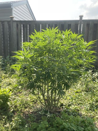4th grow! 4x Permanent Marker