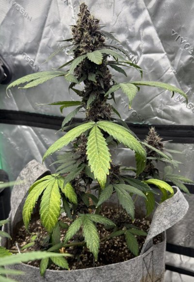 Hawk's All Auto Grow - 2025 Grow Journal