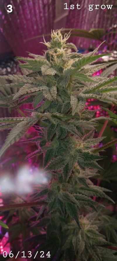 Let's See Your Frostiest Flowers