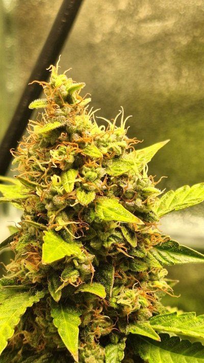 How much longer do we think?