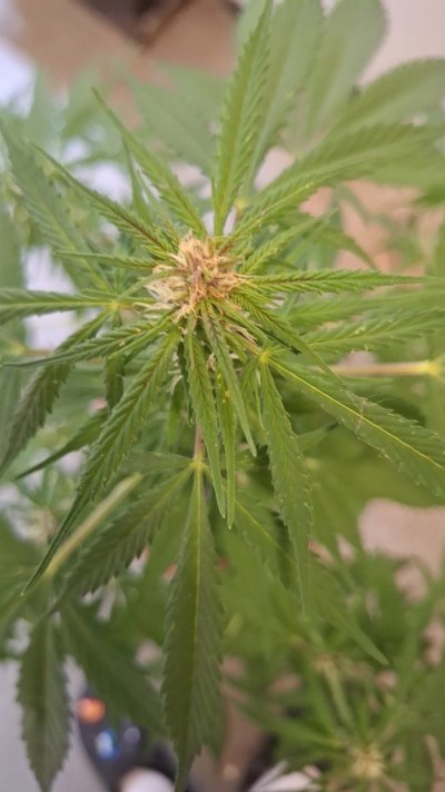 is-this-budrot-almost-certain-it-is-just-wanna-know-forsure-be4-i-take-her-down.jpg