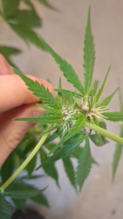 is-this-budrot-almost-certain-it-is-just-wanna-know-forsure-be4-i-take-her-down-4.jpg