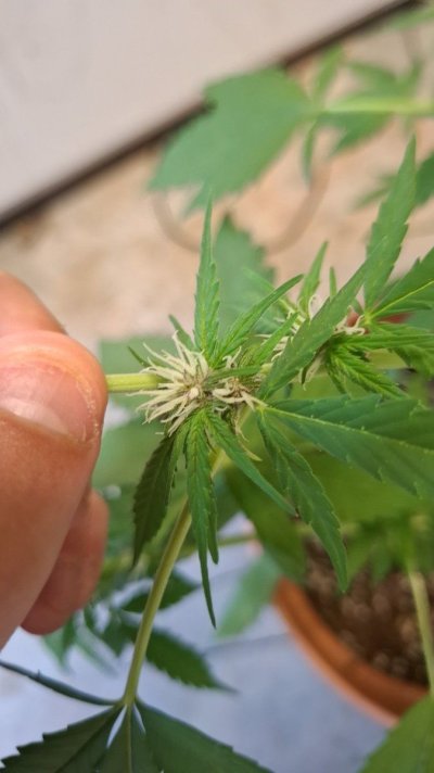 is-this-budrot-almost-certain-it-is-just-wanna-know-forsure-be4-i-take-her-down-5.jpg