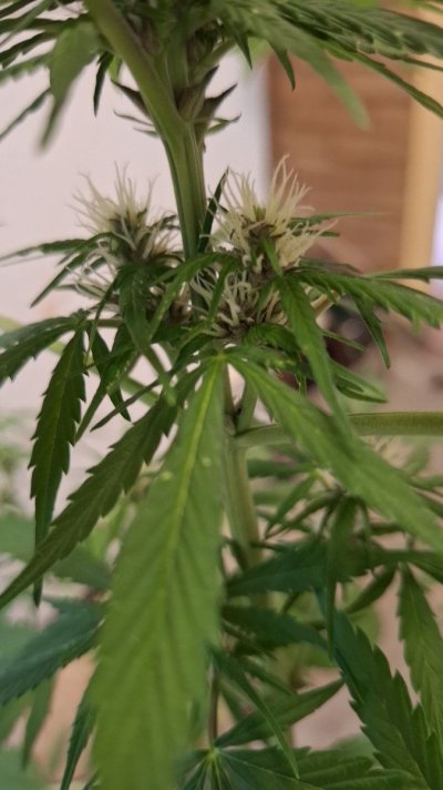 is-this-budrot-almost-certain-it-is-just-wanna-know-forsure-be4-i-take-her-down-6.jpg