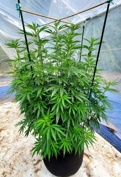 2025 outdoor grows! Let’s see em!