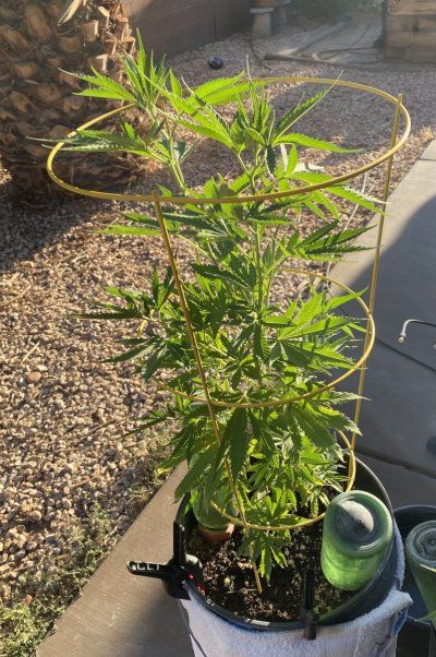 2025 outdoor grows! Let’s see em!