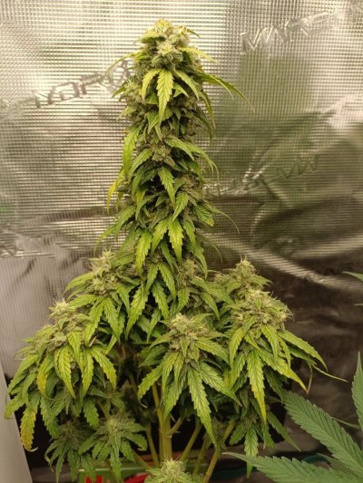 gorilla glue auto.jpg