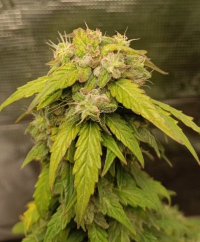 gorilla glue.jpg