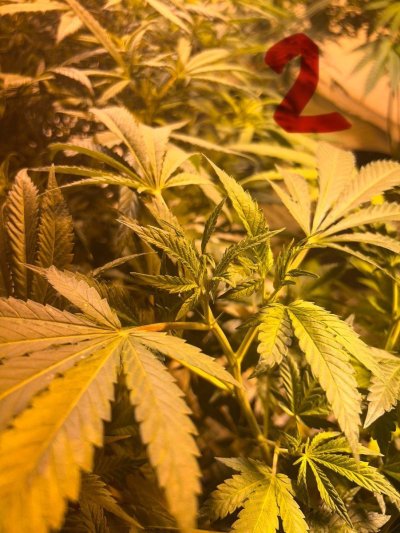 Need help with diagnosis of preflowers