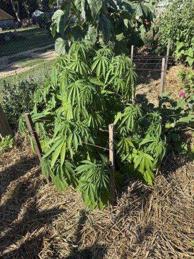 2025 outdoor grows! Let’s see em!