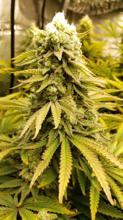 Check out these weird buds