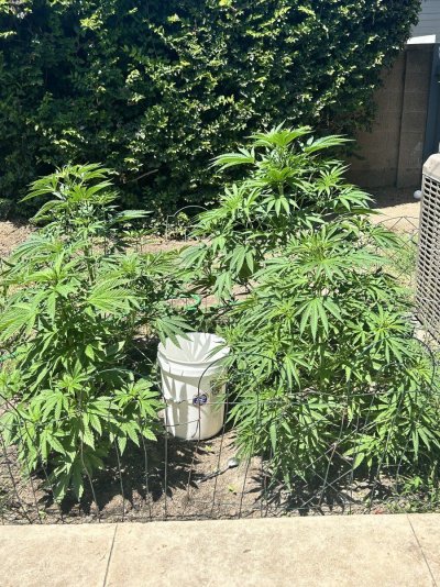 Defective’s backyard socal grow 🌱🌞🌲🔥