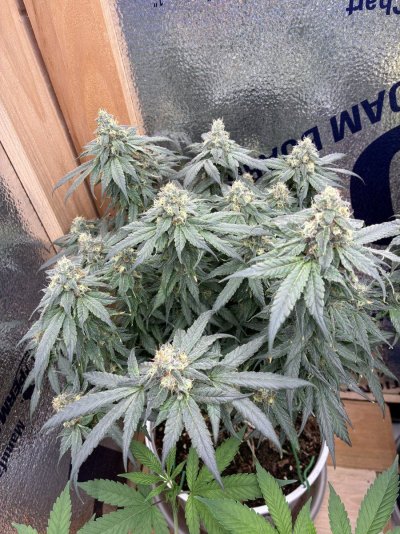 IMG_1209.jpeg