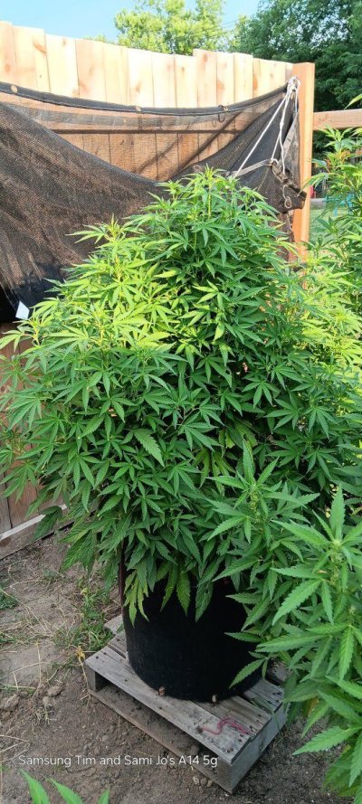 My 2nd grow could use some help