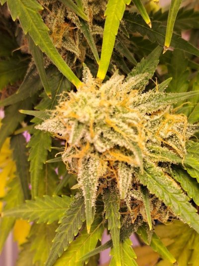 im-i-ready-to-harvest---total-newbie-7.jpg