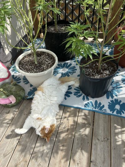 What’s everyone growing outdoors this year?   Saskatchewan Canada.