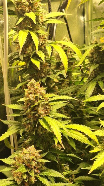 How much longer do we think?