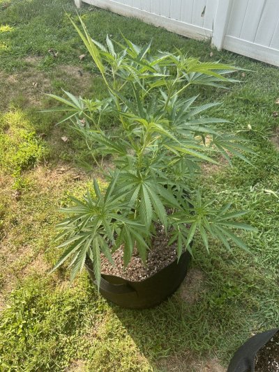 first-outdoor-grow-need-advice-2.jpeg