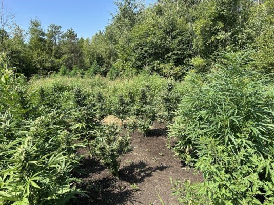 2025 outdoor grows! Let’s see em!
