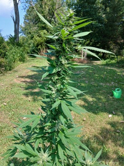 Summer Indoor/Outdoor growing journal