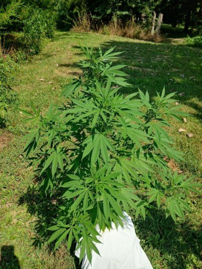 Summer Indoor/Outdoor growing journal