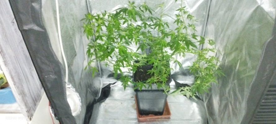 Trying to make a grow diary