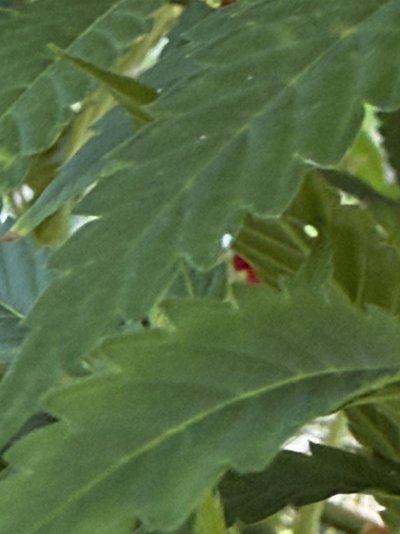 to-defoliate-or-preserve-beneficial-insects-6.jpeg