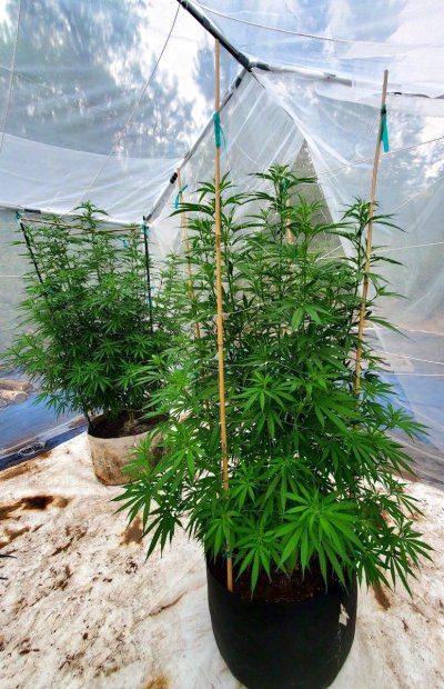 2025 outdoor grows! Let’s see em!