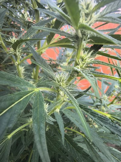 question-about-my-plant--im-concerned.jpg