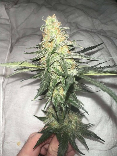 8 weeks flowered is she ready?