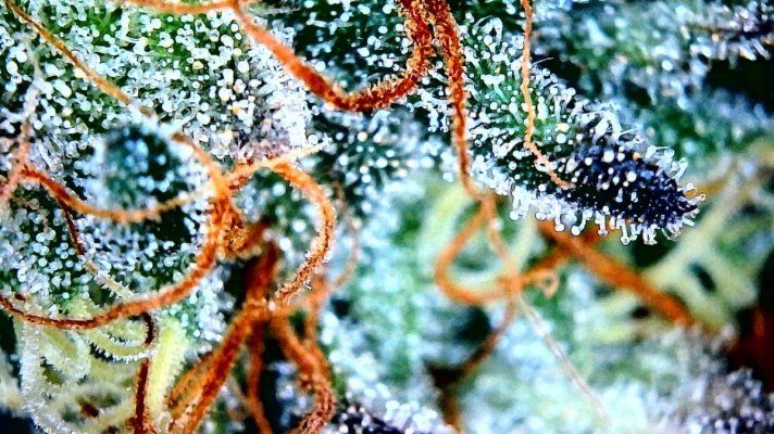 2025 grow has started. Two Landrace strains