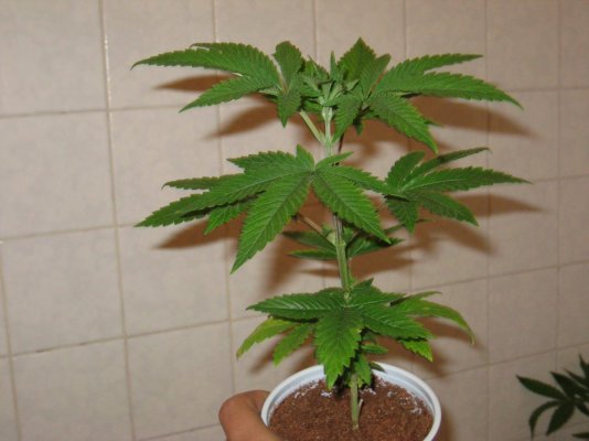 kp1 day49 b.JPG