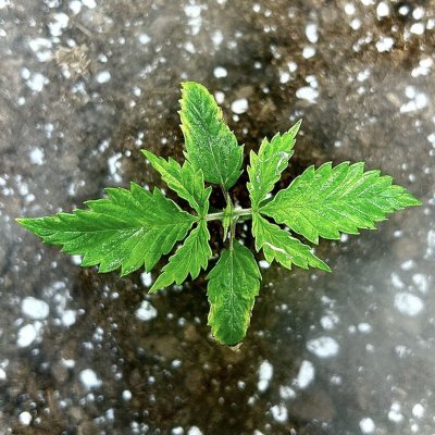 experimental-plant-wagwan-here-fellas-3.jpeg