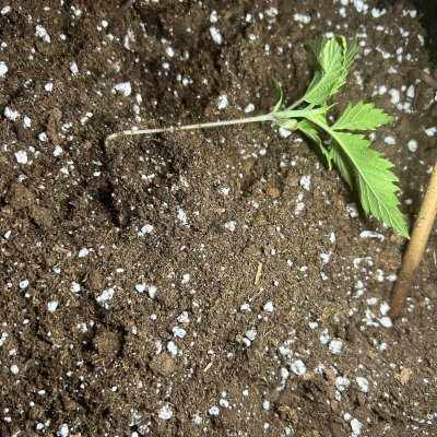 experimental-plant-wagwan-here-fellas-4.jpeg