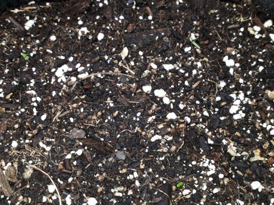 germinating-my-3-f1-strains--indoor-organic-no-till-soil-methods-2.jpg