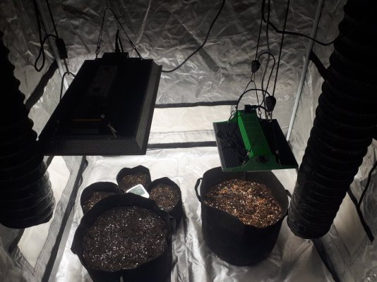 germinating-my-3-f1-strains--indoor-organic-no-till-soil-methods-13.jpg