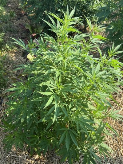 2025 outdoor grows! Let’s see em!