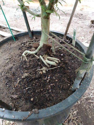 Big Al’s 2025 season indoor/outdoor grow in misery