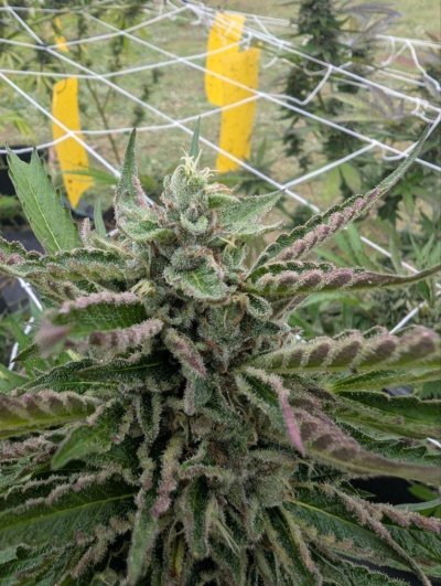 Thailand Outdoor Pheno Hunting exotic crosses