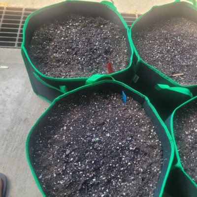 First auto grow in soil