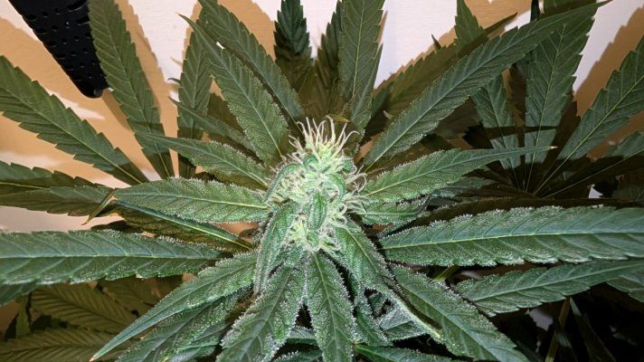 2x2 RDWC #4: Test with Bag Seed