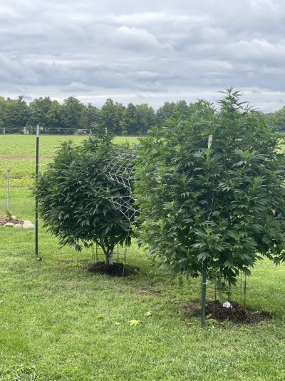 SW Michigan outdoor grow - 2