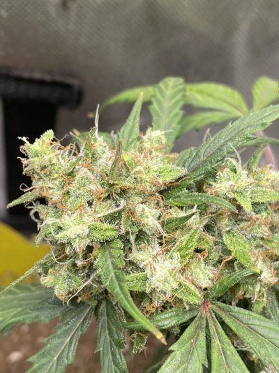 THE TRAINWRECK. Brought to you by thcfarrmer…..
