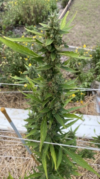 auto-frisian-dew-with-buds-3.jpeg