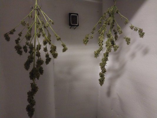 Need info on autoflower and of anyone has greenhouse experience