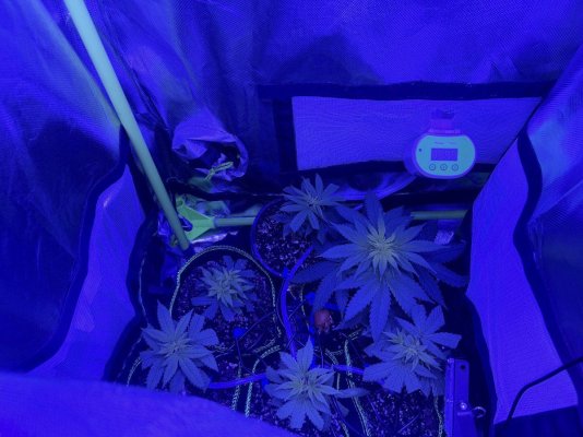 new-grower-i-need-help-vegetation-stage-3.jpeg