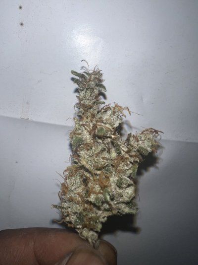 IMG_2234.jpeg