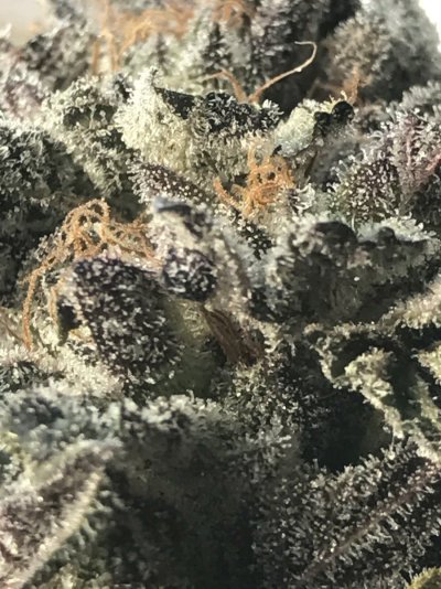 Cherry Creampie by Exotic Genetics